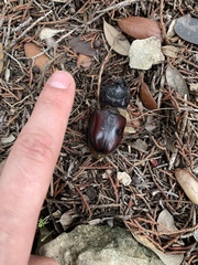 Strategus aloeus