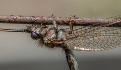 Ululodes macleayanus