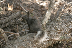 Sciurus aberti