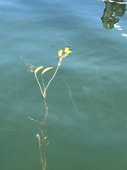Potamogeton gramineus