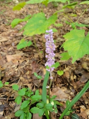Liriope muscari
