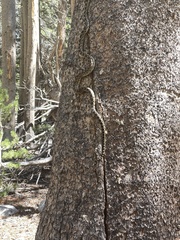 Pituophis catenifer