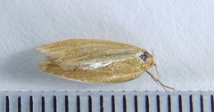 Clepsis clemensiana