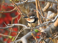 Hypnelus ruficollis