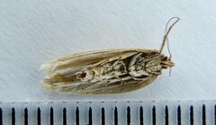 Clepsis clemensiana