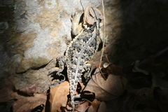 Phrynosoma hernandesi