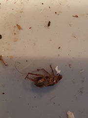 Dichelonyx canadensis