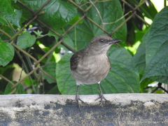 Turdus ignobilis