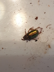 Dichelonyx canadensis