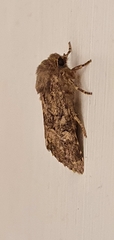 Luperina testacea