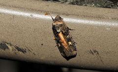 Actebia fennica