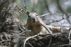 Otospermophilus variegatus