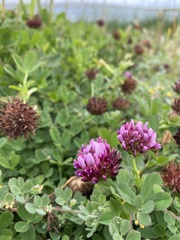 Trifolium wormskioldii