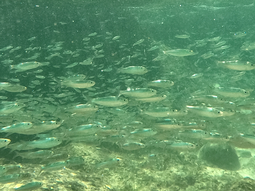 Pacific Flatiron Herring