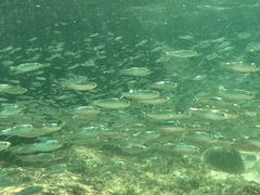 Flatiron Herring photo 3