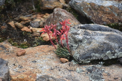 Dudleya pauciflora