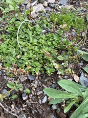 Veronica serpyllifolia