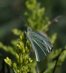 Pieris rapae