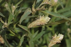 Ptilotus polystachyus