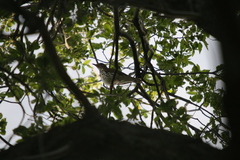 Hylocichla mustelina