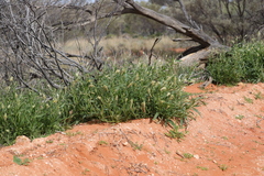 Ptilotus polystachyus