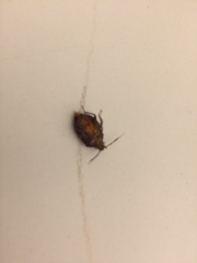 Insecta