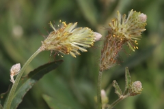 Ptilotus polystachyus