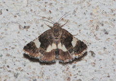 Tyta luctuosa