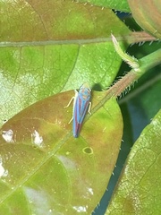 Graphocephala coccinea