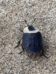 Necrophila americana