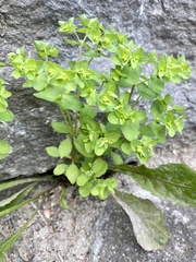 Euphorbia peplus