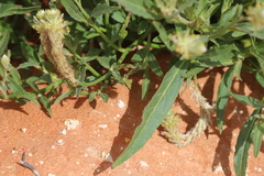 Ptilotus polystachyus