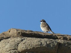 Chondestes grammacus