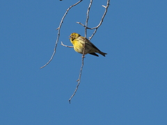 Serinus serinus