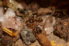 Lasius emarginatus