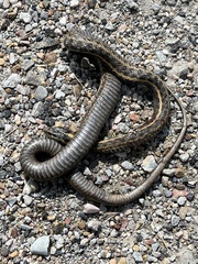 Thamnophis elegans vagrans