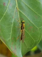 Sarginae