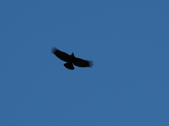 Pyrrhocorax pyrrhocorax