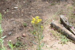 Senecio martirensis