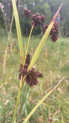 Scirpus atrovirens