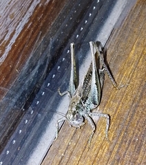 Platycleis albopunctata