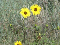 Helianthus petiolaris