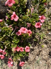 Barleria repens