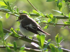 Ficedula hypoleuca