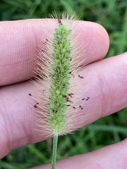 Setaria pumila