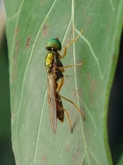 Sarginae