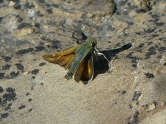 Hesperia assiniboia
