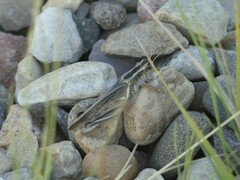 Melanoplus packardii