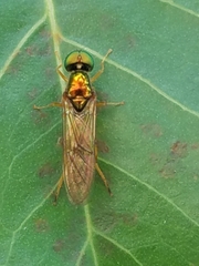 Sarginae