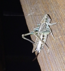 Platycleis albopunctata